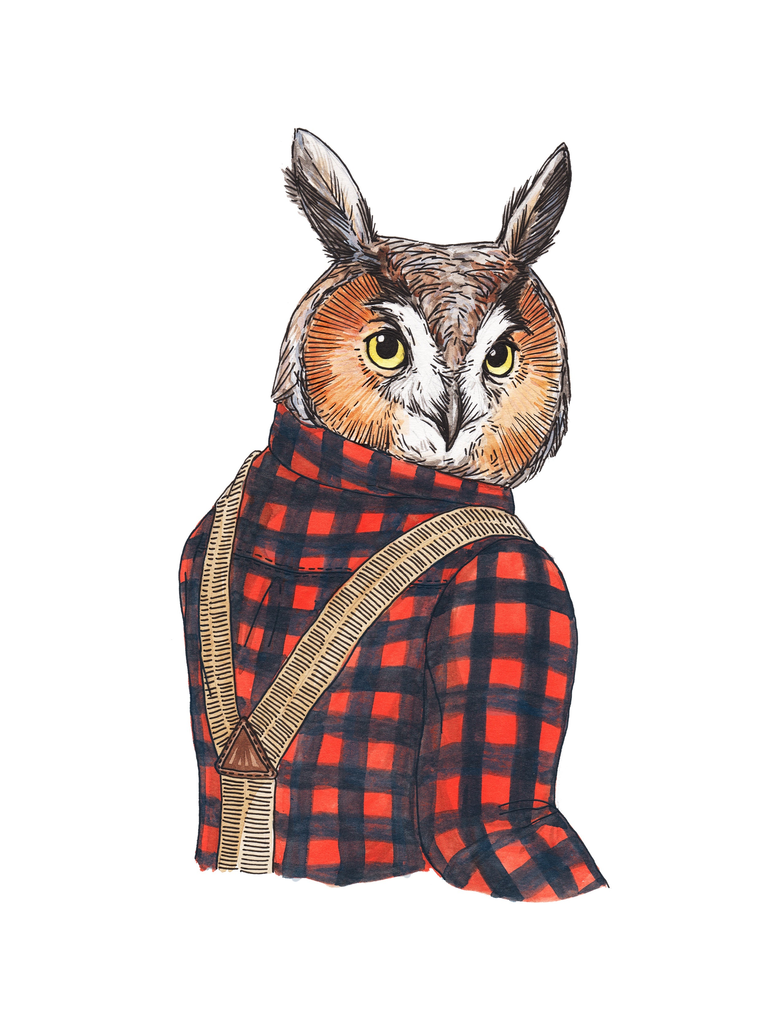 Long Eared Owl - Print