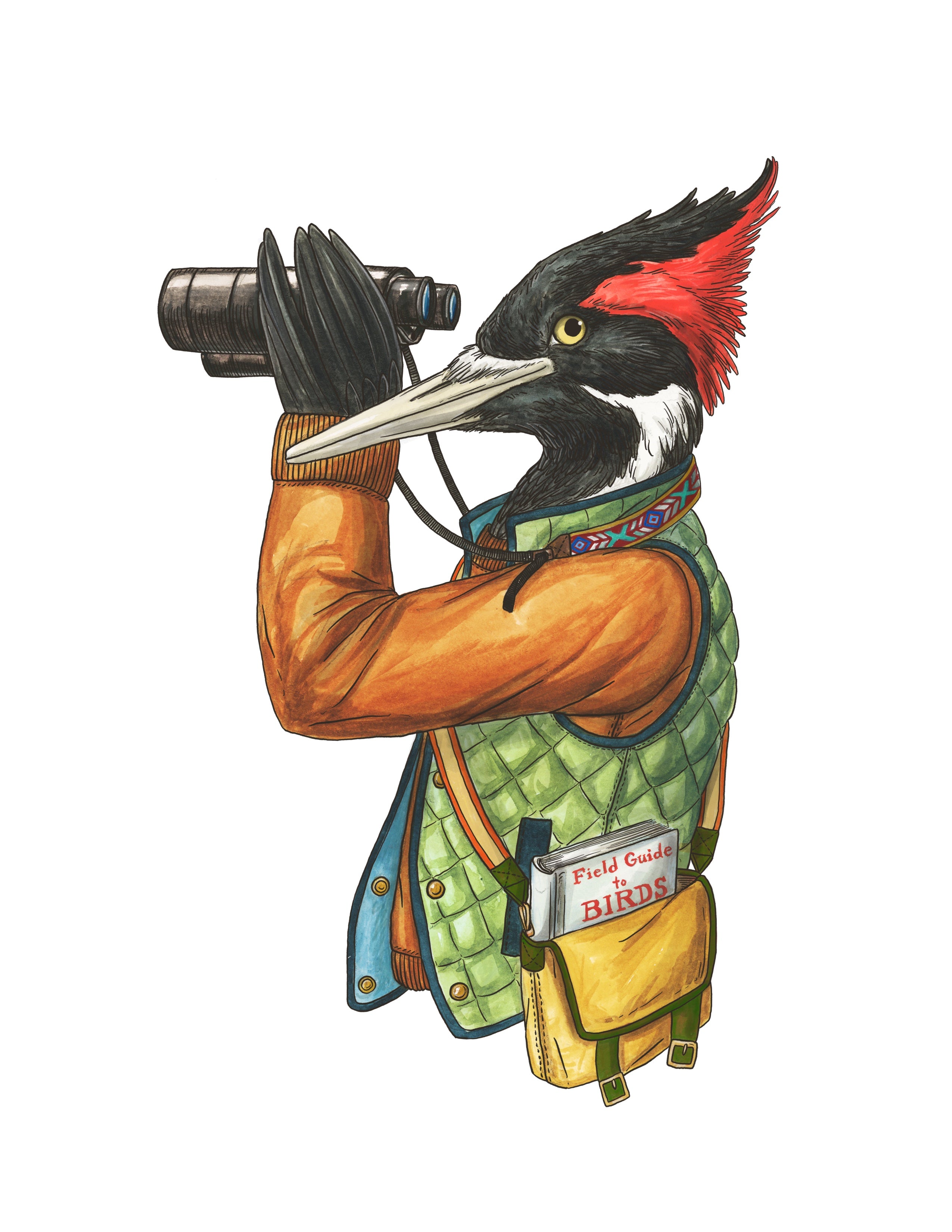 Ivory Billed Woodpecker - The Birdwatcher - Print