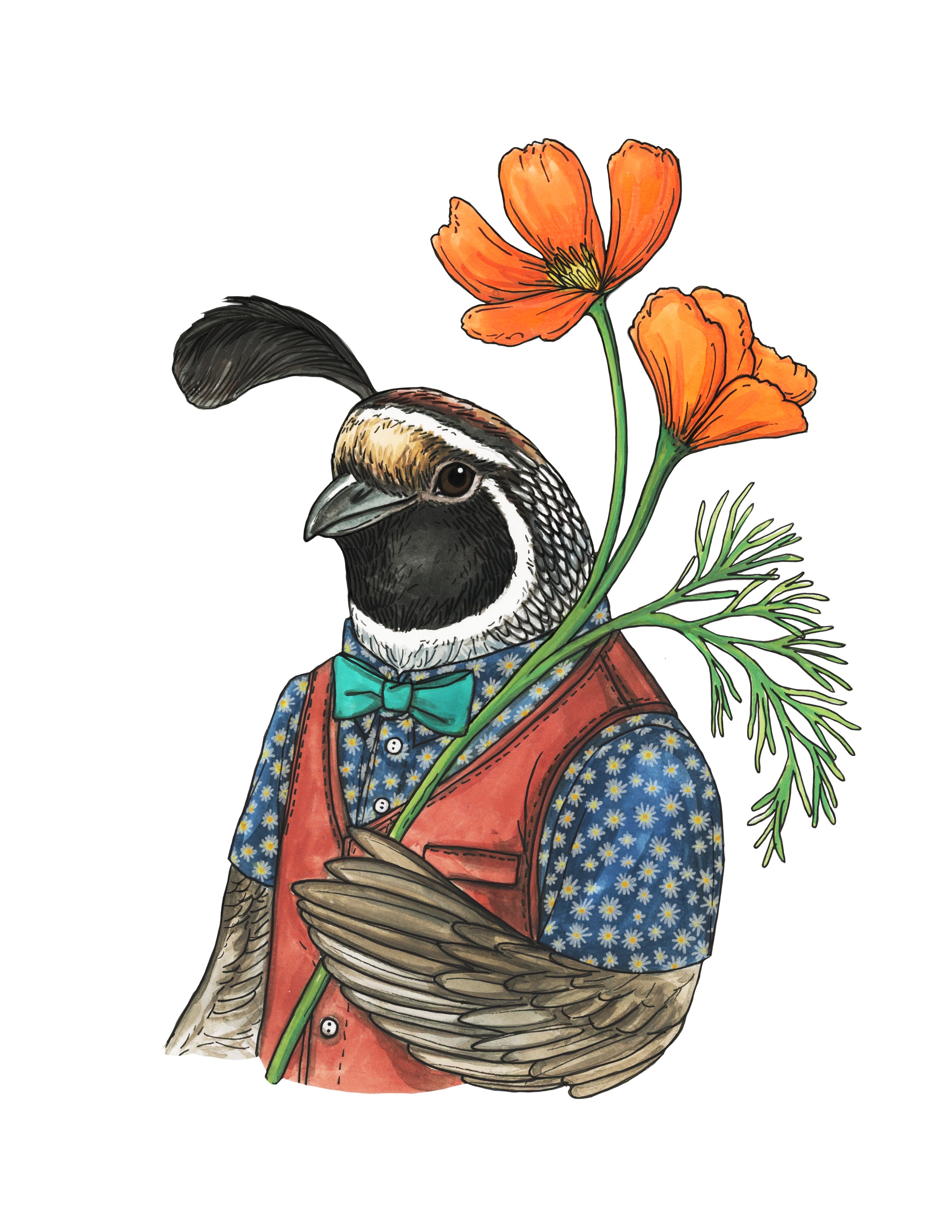 California Quail + Poppies - Print