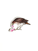 Hawk + Peeps - Vinyl Sticker